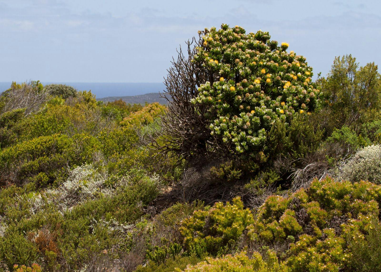Fynbos Shrubland One Earth